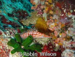 Longnose hawk fish Great Barrier Reef Australia.Taken wit... by Robin Wilson 